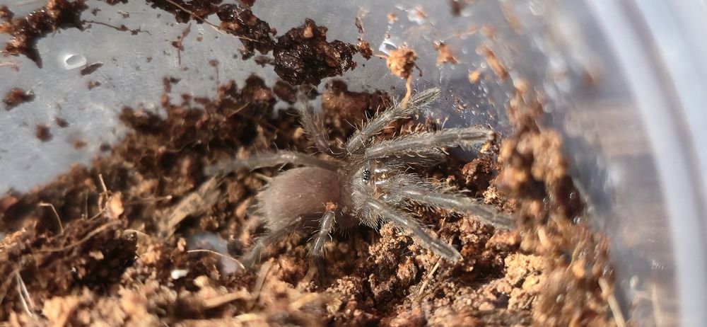 Chilobrachys natanicharum