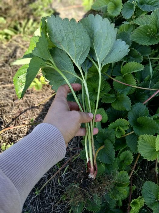 Квіти,ягідні кущі,рослини
