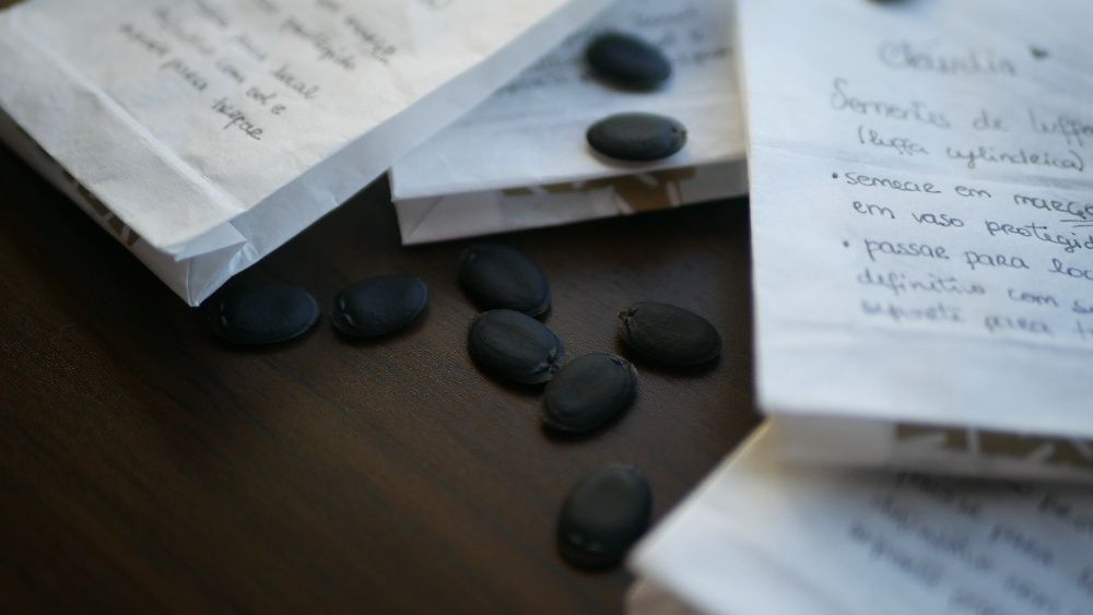 Sementes de Luffa (10 unidades)