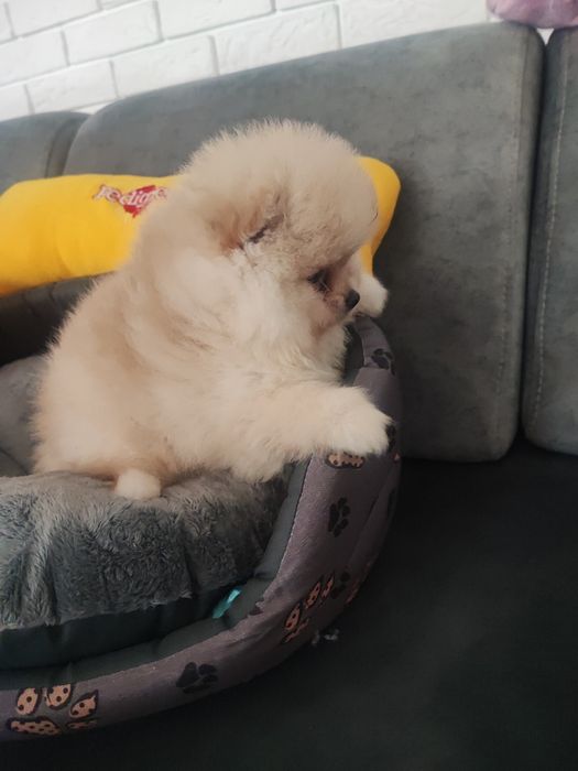 Pomeranian typ misia piesek