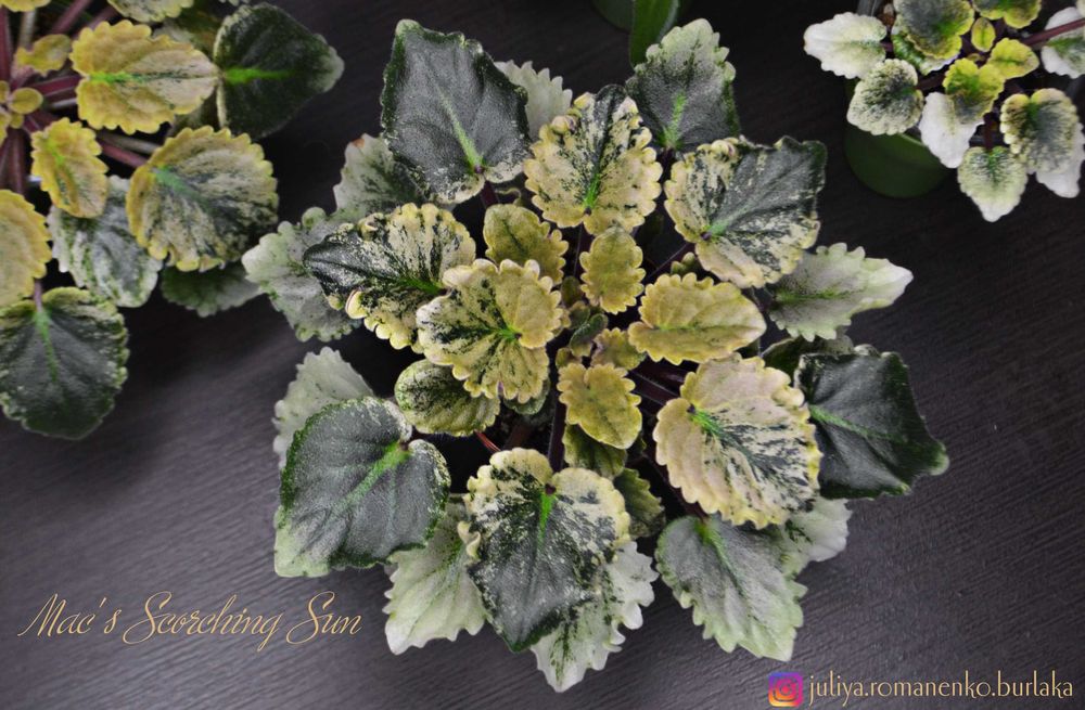 Фиалка полумини Mac's Scorching Sun