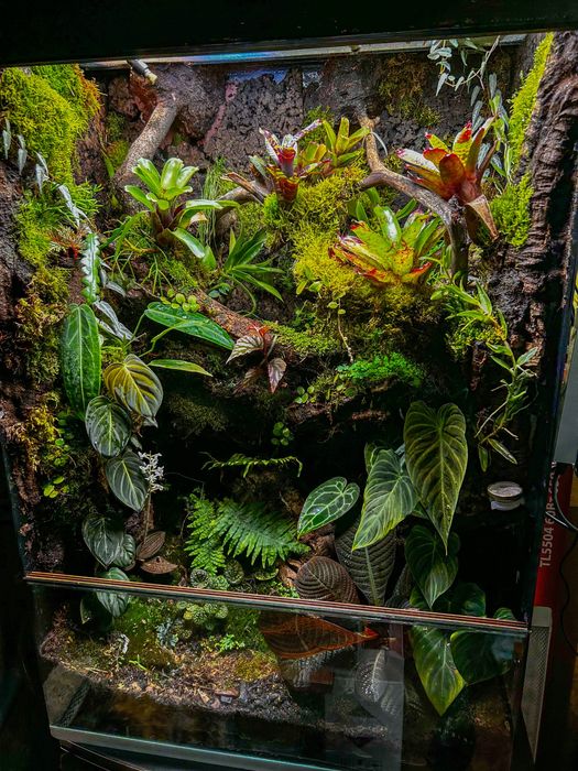 Декор з жывыми растениями в дом( флор)