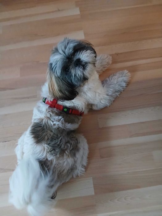 Piesek rasy shih tzu