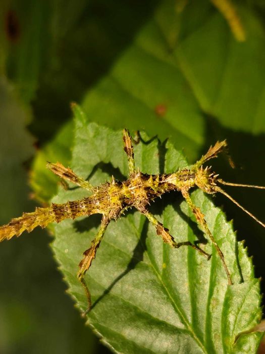 Straszyk North Luzon