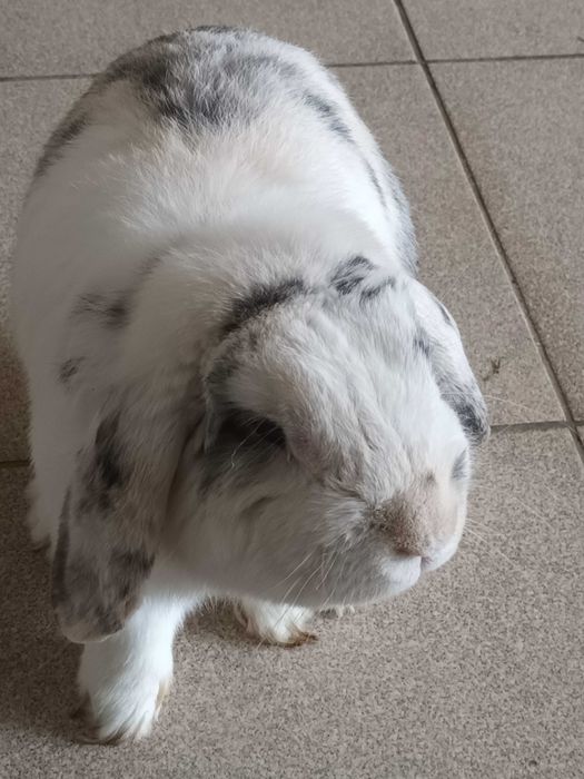 Gratis coelho belier