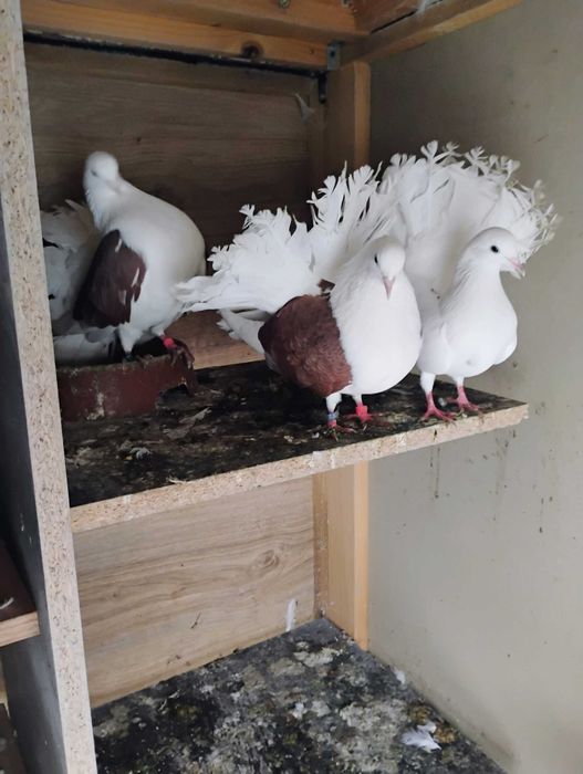 Sprzedam pawiki zwykle