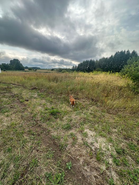 Działka budowlana Brzezie k. Sulechowa - Widok 3
