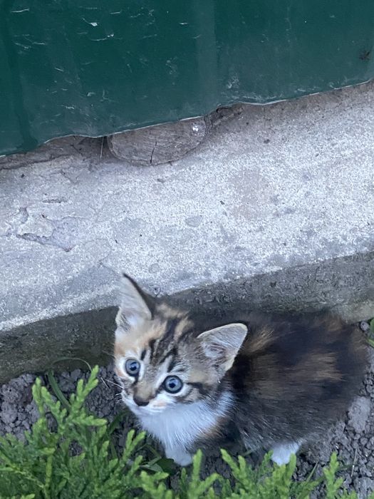 Котик | Кіт | Кішка | різних кольорів