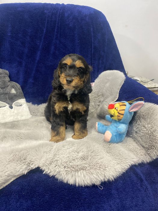 Sprzedam pięknego cockapoo