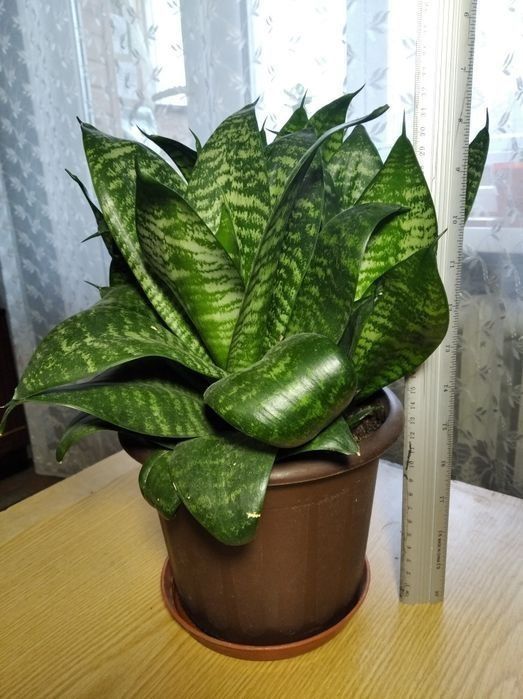 Цветы. Квіти кімнатні