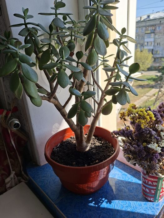 Рослина денежное дерево толстянка