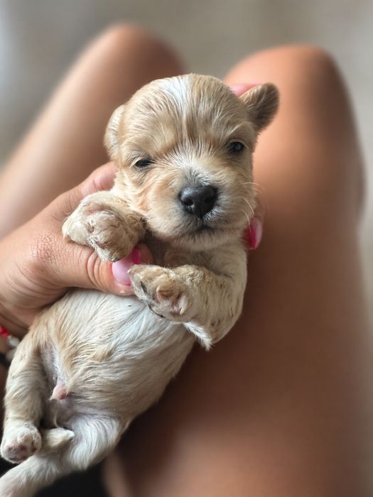 Śliczny chlopczyk maltipoo