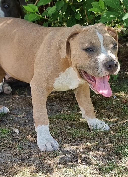 American Staffordshire Terrier