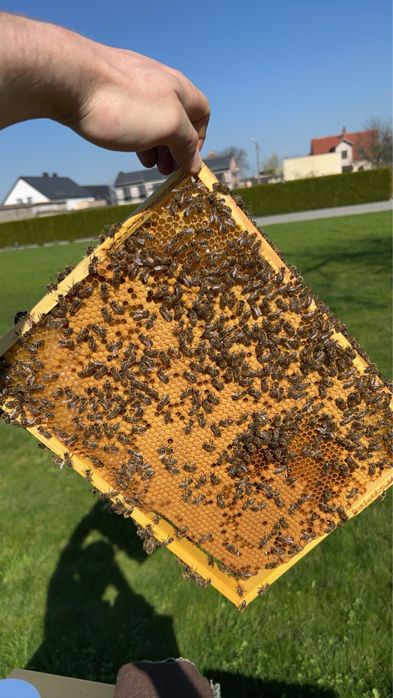 Zapisy na odkłady 5r i 6r Hinderhoffer 2026r