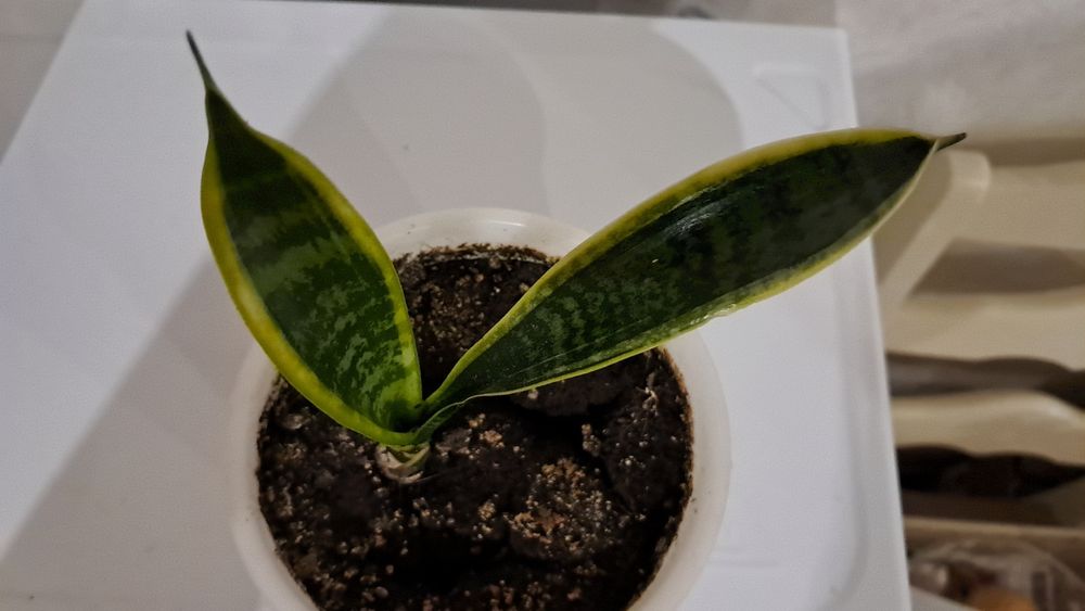 Сансевієрія лауренті