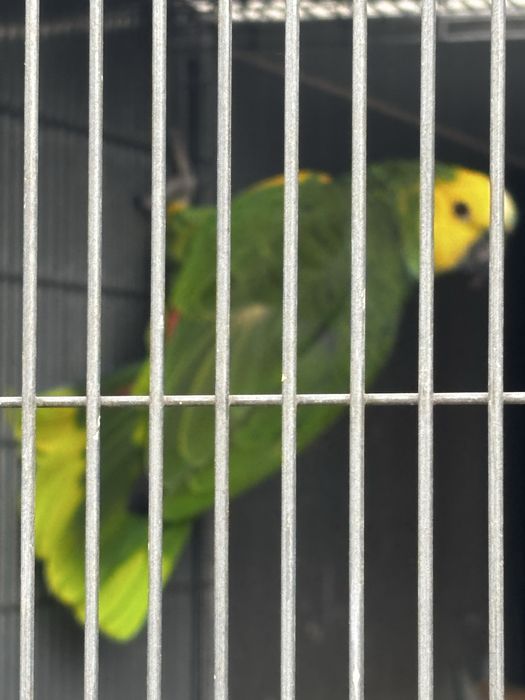 Papagaio astiva xatoperix