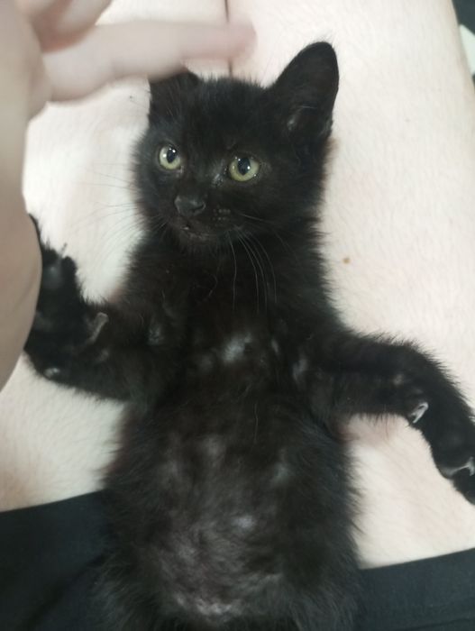Gatinha de dois meses para adoção RIBEIRÃO