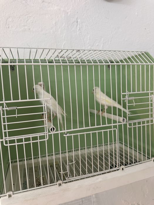 Canarios para midar de casa