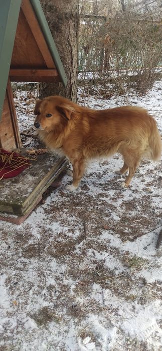 Zaginął czarna sędziszowska, nagroda pieniężna