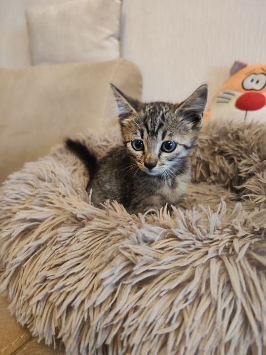 Маленькі кошенята шукають найкращі родини.