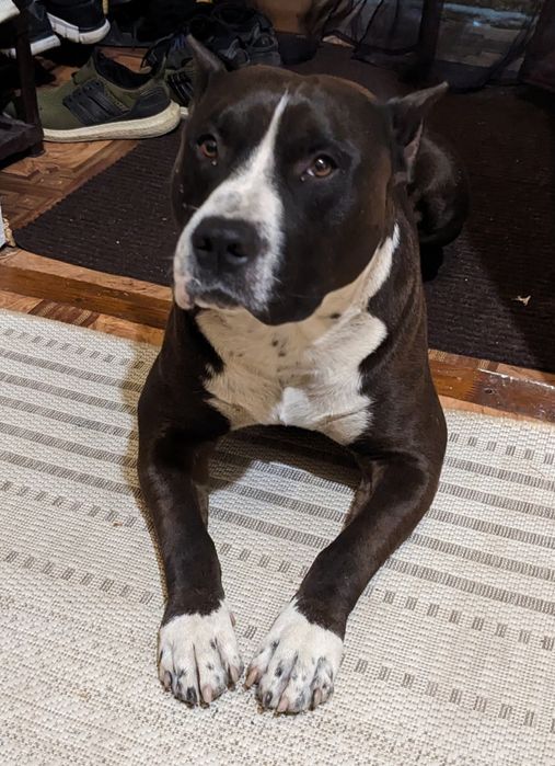 Амстафф для в'язки, розв'язанний, стафф, staff, amstaff