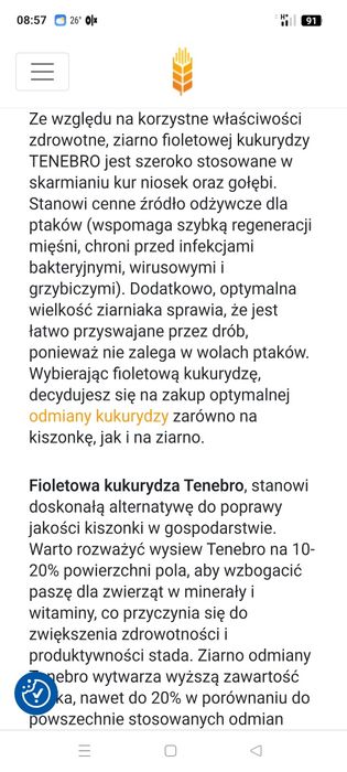 Kukurydza sucha dla gołębi i ptactwa