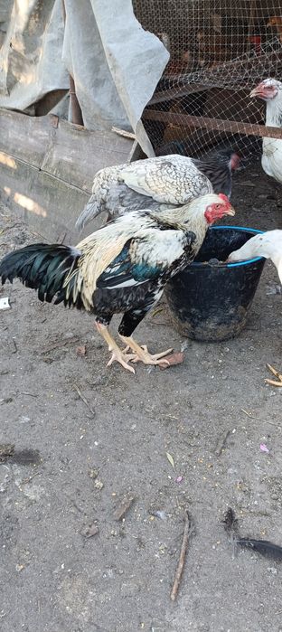 Índio Gigante Galos e Galinhas