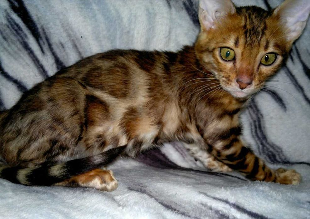 Розкішний бенгальський хлопчик BENn24 для поціновувачів породи