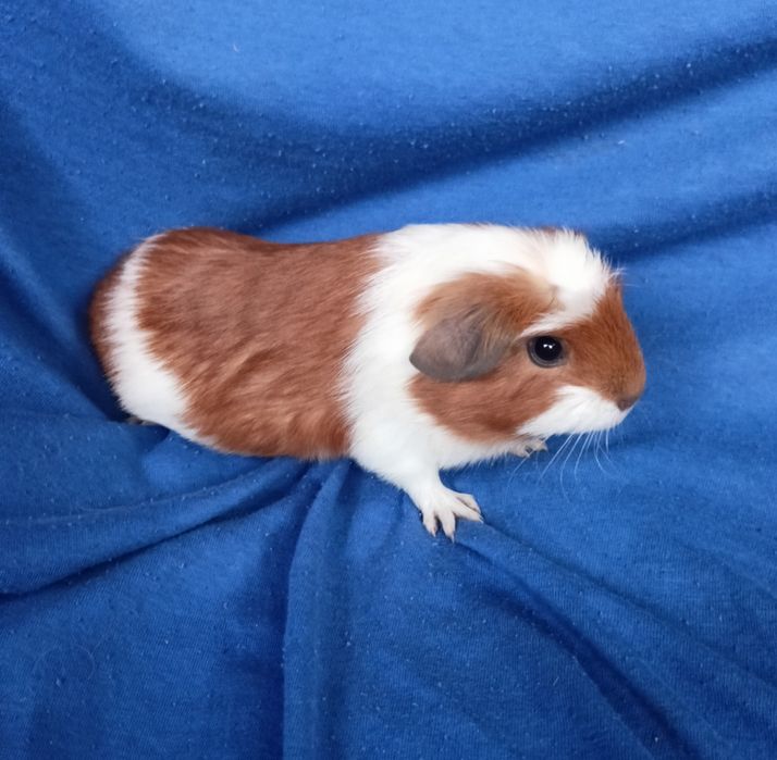 Питомник морские свинки