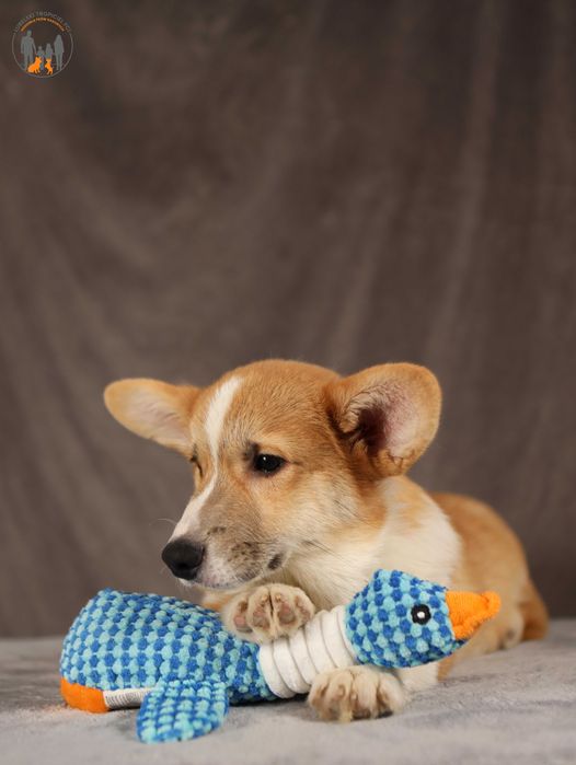 Welsh Corgi Pembroke ZKwP FCI piesek po Championie