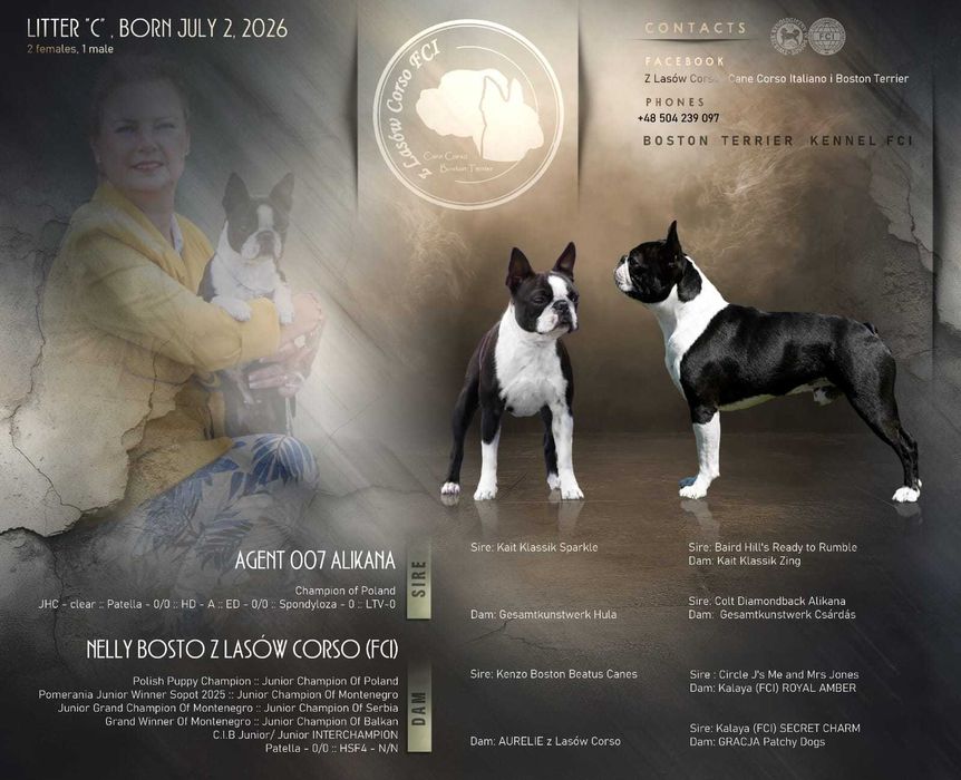 Suczka Boston Terrier - ZKwP/FCI o/Wrocław