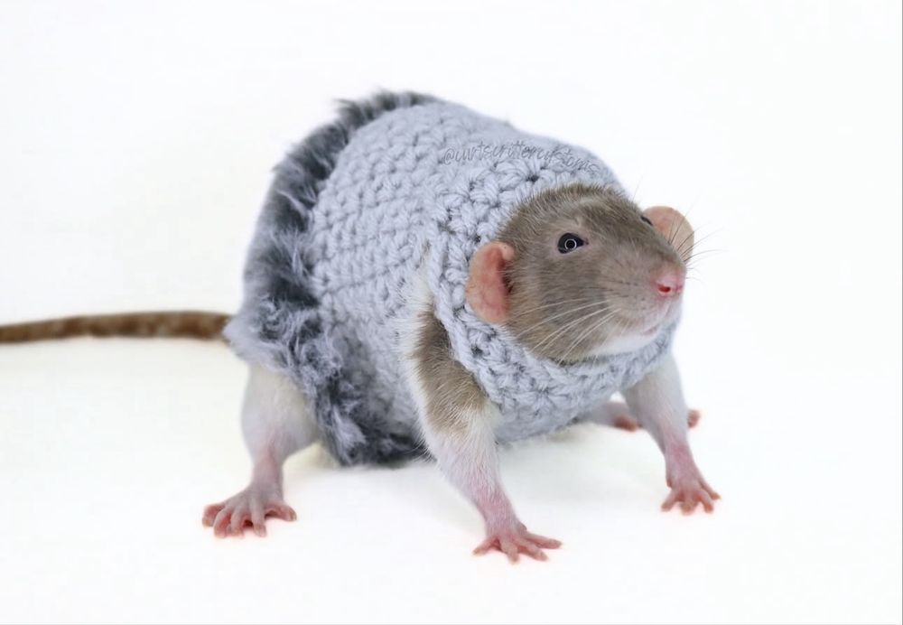 Декоративні щури різніх порід