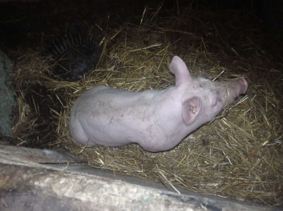 Поросята петрен/ландрас