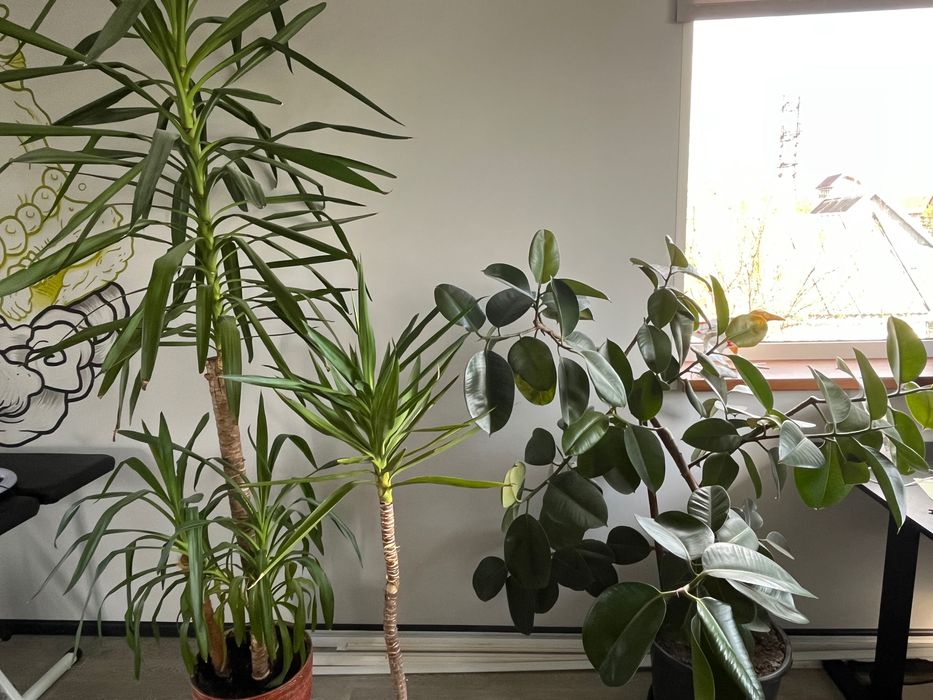 Продам Юкку и Фикус 3в1 ТОРГ
