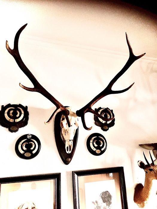 CRÂNEO VEADO IBÉRICO