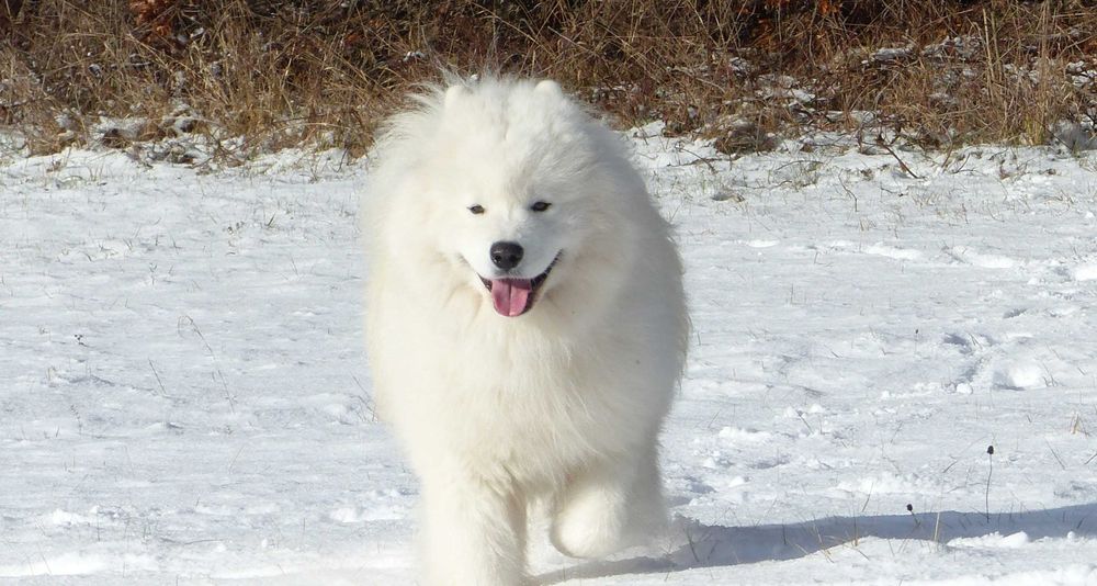 Samoyed / samojed szczeniak FCI ZKwP 2026 Wildness Siberian ... Myszków ...