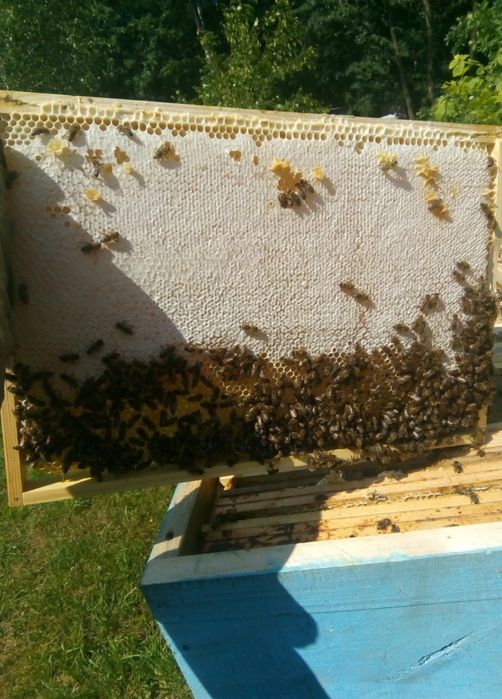 Miód akacjowy naturalny