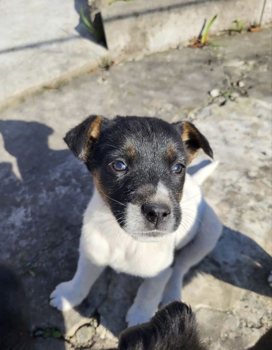 Дві гарнесенькі дівчинки