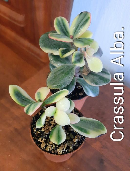 Акцiя! Красули, товстянки, грошовi дерева, Crassula.
