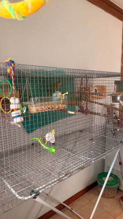 Grande Viveiro / Gaiola para Aves (1.60m) + Acessórios