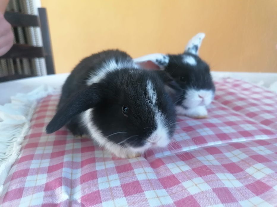 Coelhinhos anões mini lop (orelhudos)