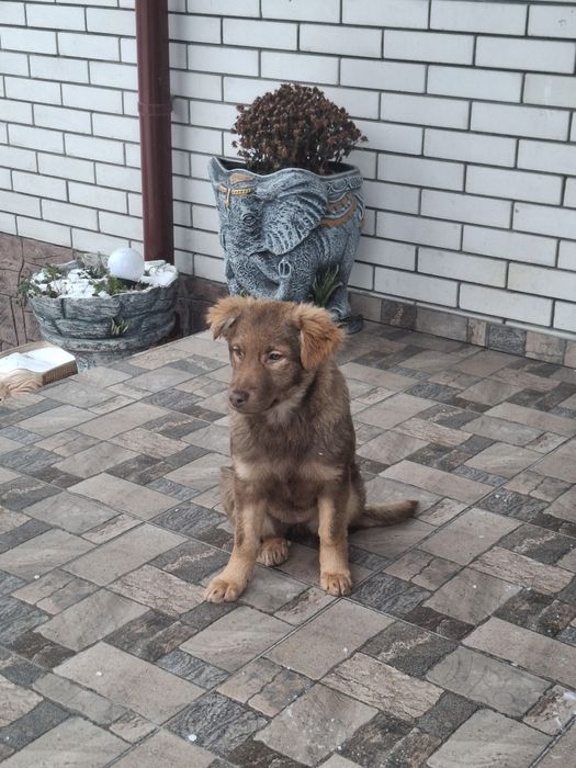 Щеня цуценя підрощене 5.5 міс вакцинована