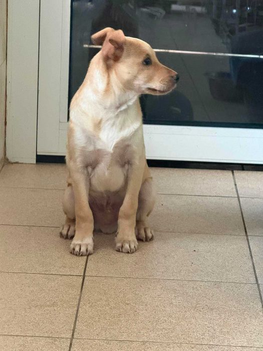 Malibu i Mimosa - słodziaki do adopcji