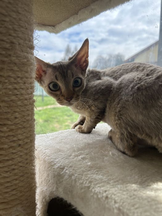 Słodki kocurek Devon Rex