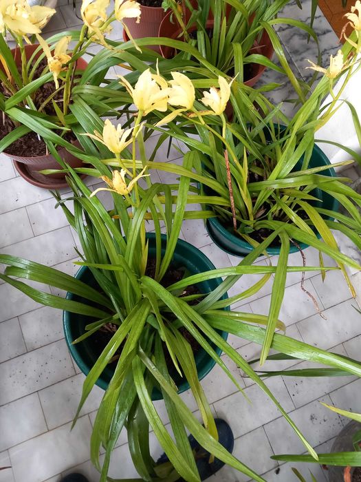 Vasos novos de Orquideas amarelas