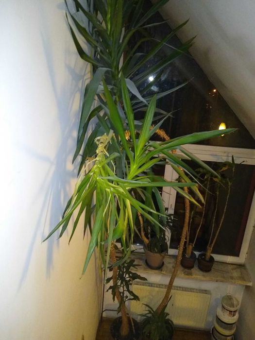 Juka kwiat duże drzewo do biura XXL gigant