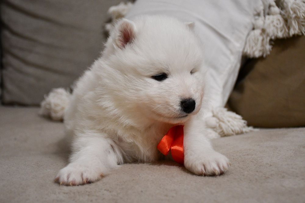 Samoyed szczeniak suczka