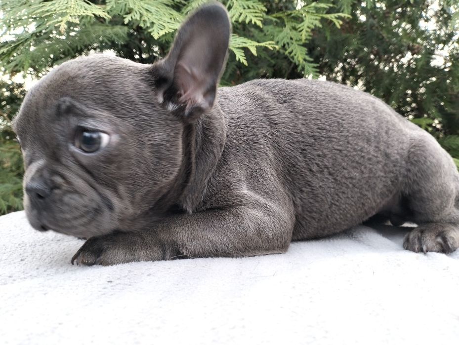 Szczeniak Buldog Francuski Blue