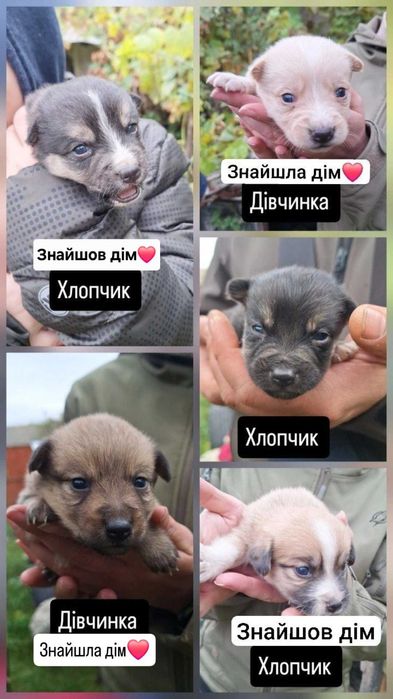 Цуценята шукають дім