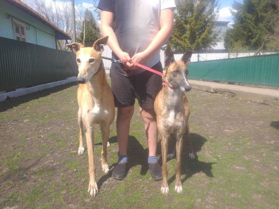 Цуценята породи Грейнхаунд